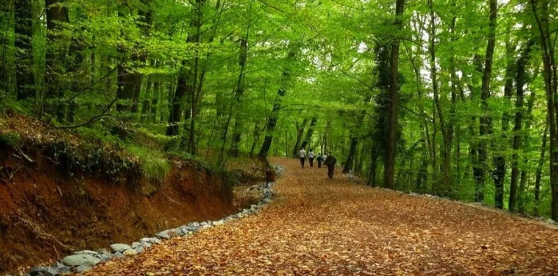 جنگل بلگراد استانبول